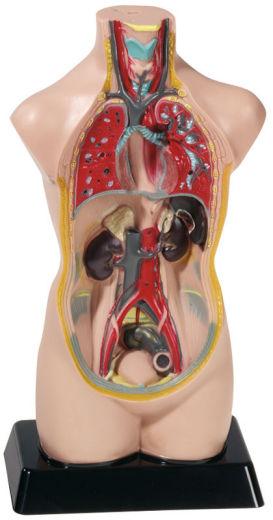 Produktbild Betzold Torso