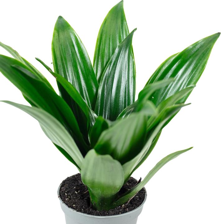 Immagine prodotto Flowerbox Dragon Tree Janet Craig - Dracaena Deremensis Janet Craig (15 cm)