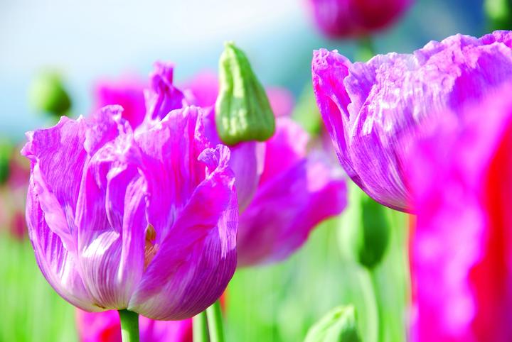 Immagine prodotto Zollinger Bio Papavero, rosa pallido (annuale) (Germogli)