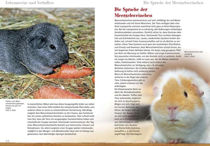 Produktbild Meerschweinchen (Deutsch, Christian Koch, 2023)