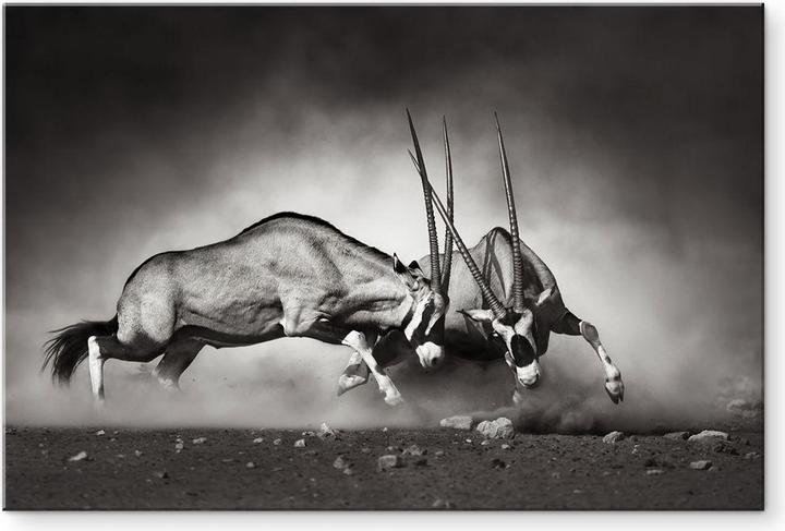 Image du produit Trenddeko Le Duel (200 x 130 cm)