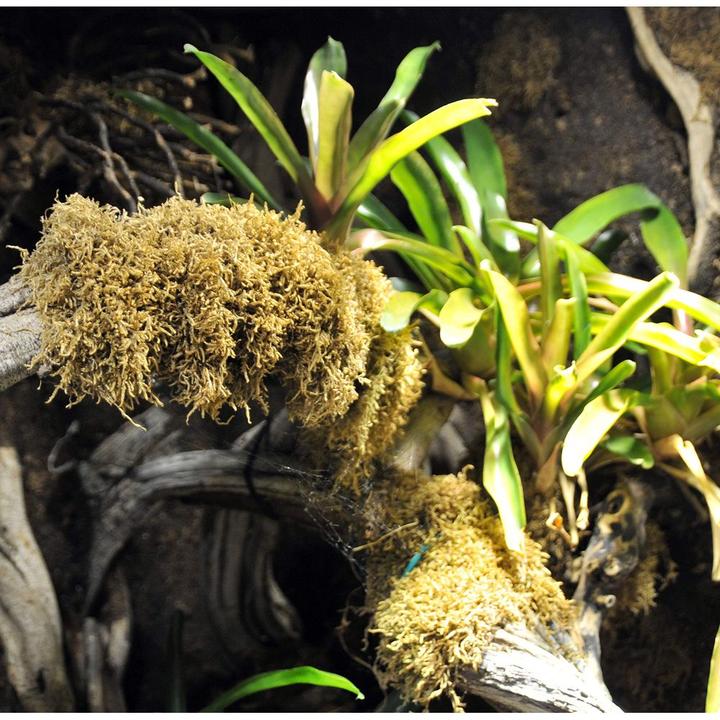 Image du produit Lucky Reptile Mousse de vivarium