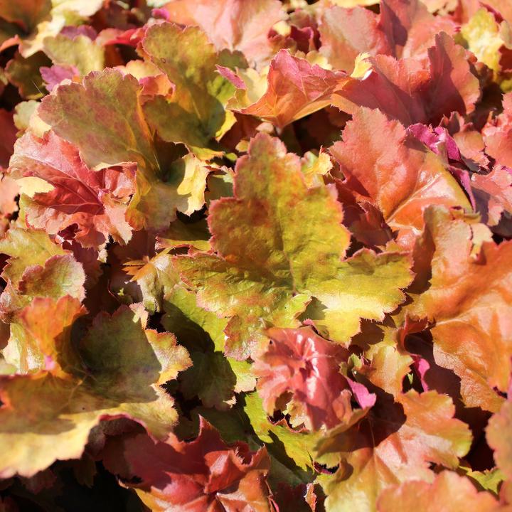 Image du produit Zulauf Heuchera 'Creme Brulee' / Purpurglöckchen 'Creme Brulee' (20 cm)