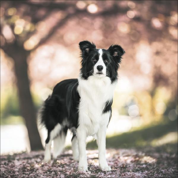 Produktbild Dogs 2026 (30 x 30 cm)