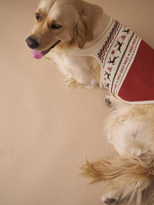 Actual product image Vertbaudet Christmas jumper (S, Dog jumper)