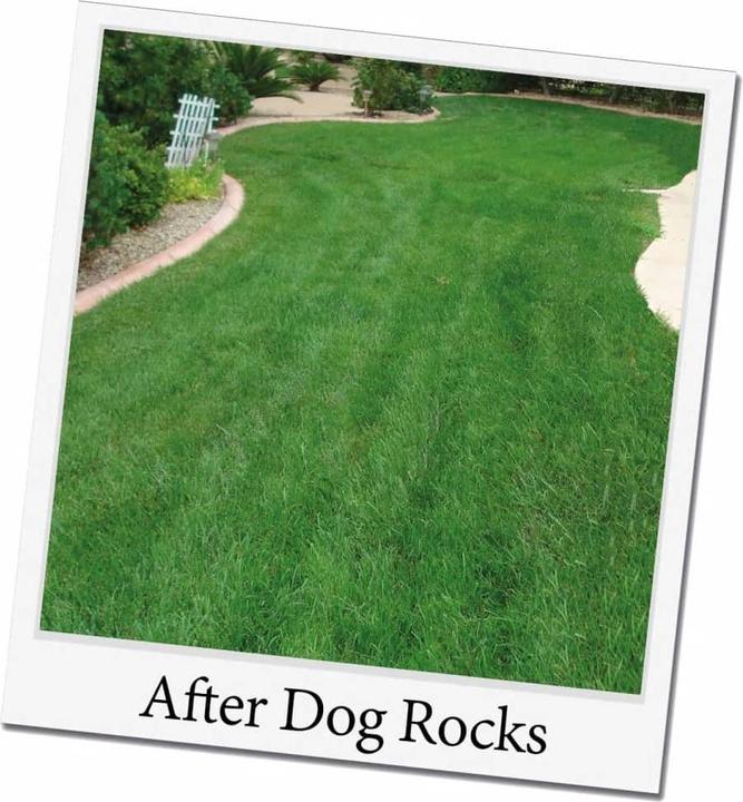 Actual product image Dog Rocks Parker (Dog)