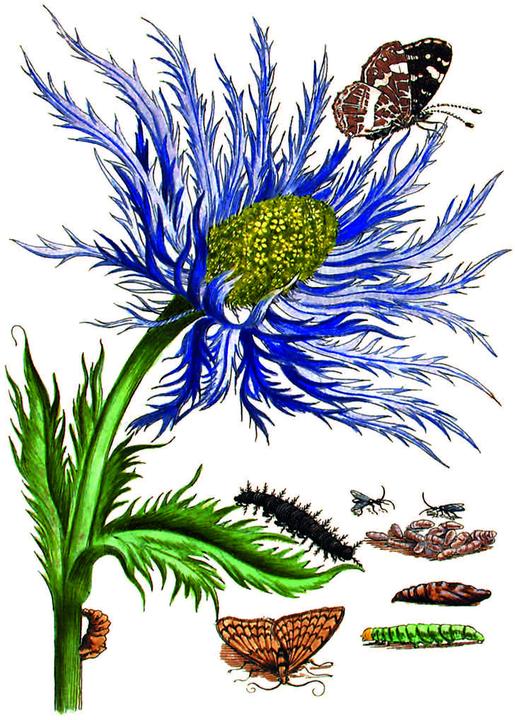 Produktbild Maria Sibylla Merian - Acht Kunst-Klapp (8 Stk.)