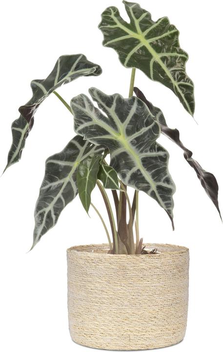 Produktbild Scheurich Seagrass 17, Korbgefäss/Korb-Pflanzgefäss/Korbtopf aus Seagrass Farbe: Nature, 17 cm Durchme (17 cm)