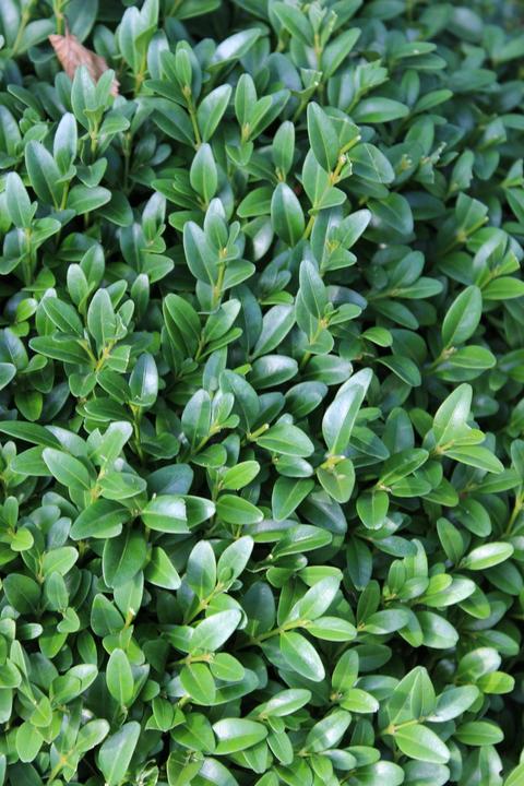 Produktbild Lubera Buchs, Buchsbaum 'Arborescens' zur Kugel geschnitten (20 cm)