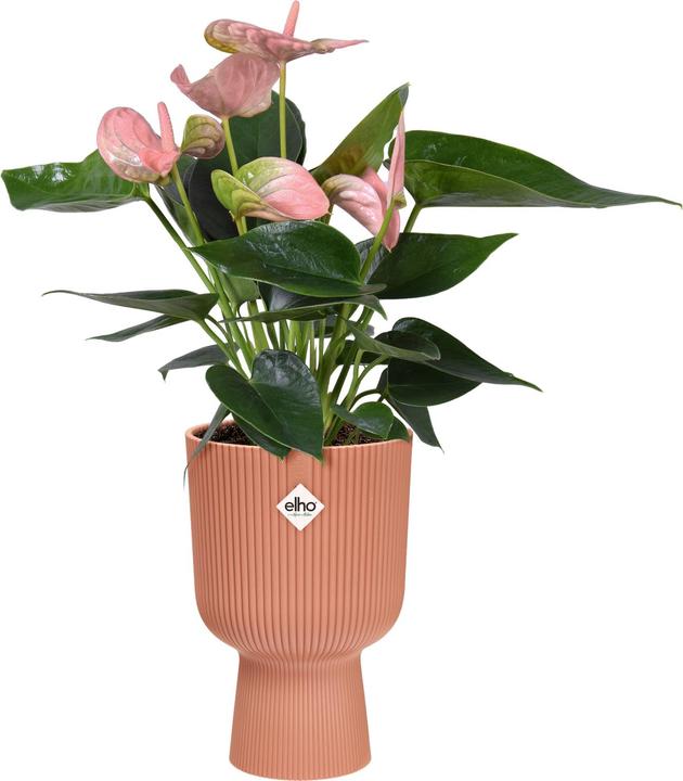 Produktbild Elho Vibes Fold Coupe (14 x 21 cm)