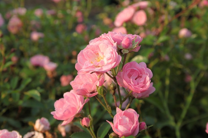 Immagine prodotto Lubera Rosa The Fairy Rosa da copertura
