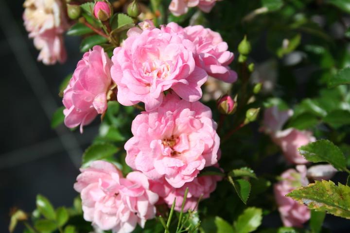 Lubera Rosa The Fairy Rosa da copertura