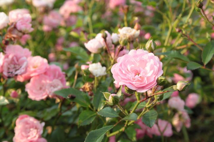 Immagine prodotto Lubera Rosa The Fairy Rosa da copertura