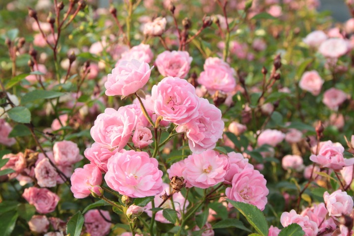 Immagine prodotto Lubera Rosa The Fairy Rosa da copertura
