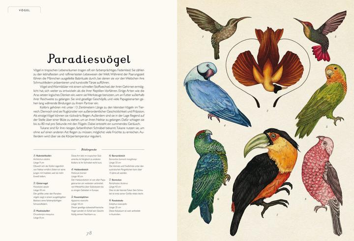 Produktbild Das Museum der Tiere (Deutsch, Jenny Broom, Katie Scott, 2014)