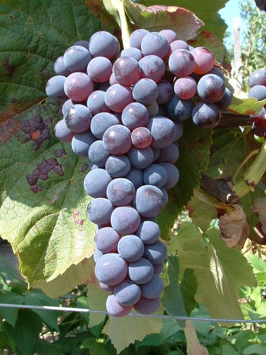 Produktbild Lubera Schlaraffentraube Blue Dream (kernlos)