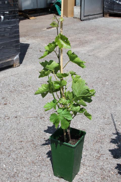 Produktbild Lubera Schlaraffentraube Blue Dream (kernlos)