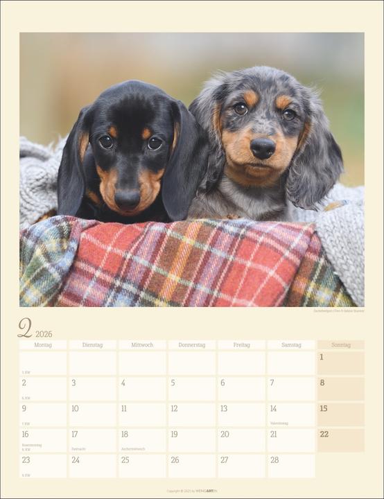 Produktbild Dackel Kalender 2026 (30 x 39 cm, Harter Einband, Deutsch)