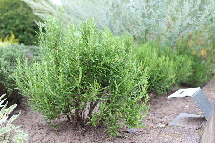 Actual product image Lubera Rosemary (Rosmarin officinalis)