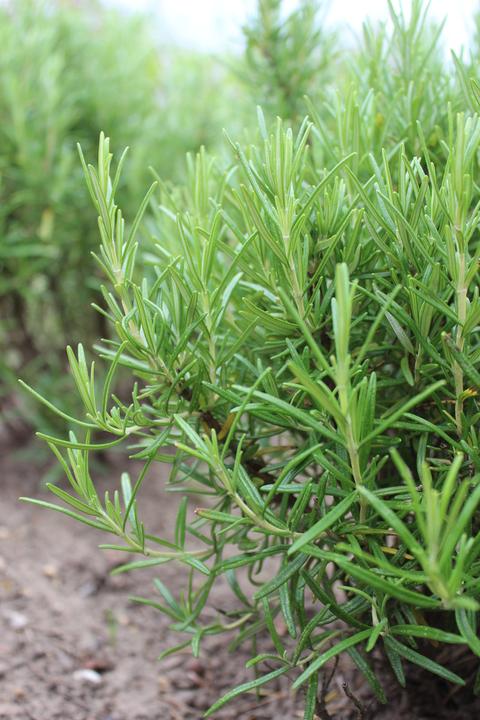 Lubera Rosemary (Rosmarin officinalis)