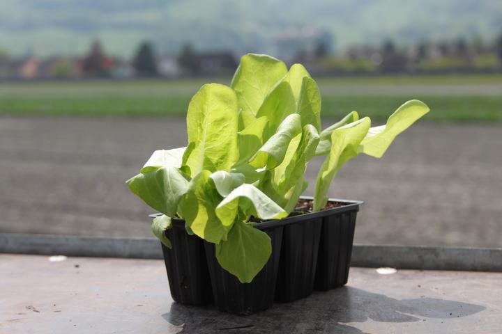 Produktbild Lubera Lattich 'De Morges'