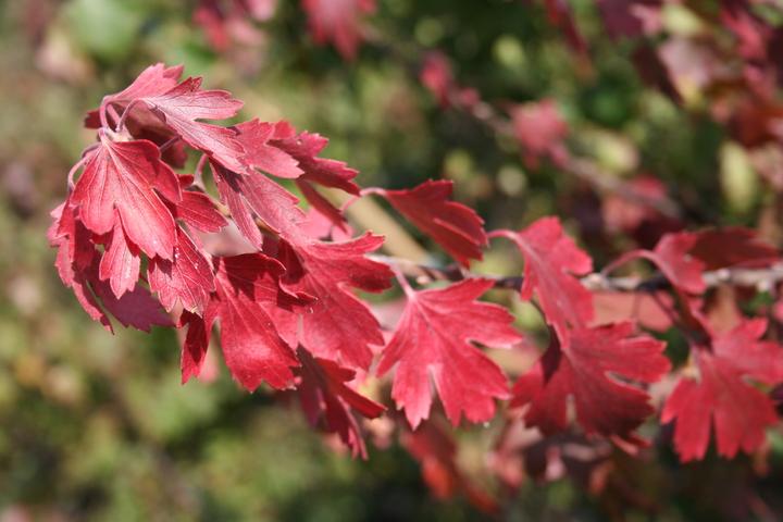 Produktbild Lubera Vierbeere® Black Gem®