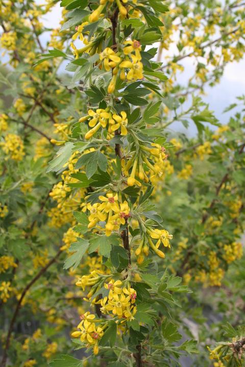 Produktbild Lubera Vierbeere® Black Gem®