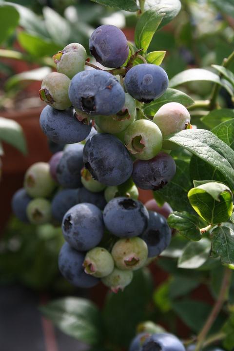 Produktbild Lubera Heidelbeere Blueroma®