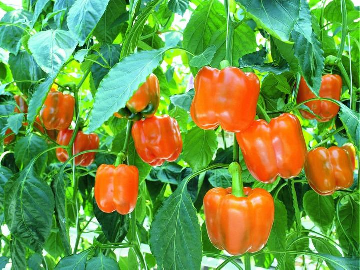 Produktbild Lubera Gemüsepaprika 'Narobi' F1