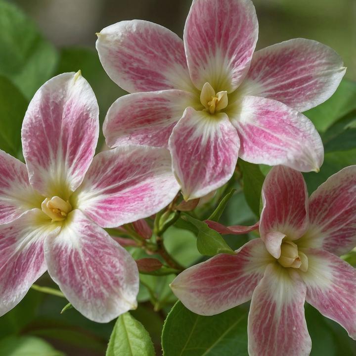 Produktbild Plant in a Box Jasminum x stephanense 'Starry Starry Summer Scent' - 3er-Set Jasmin (25 cm)