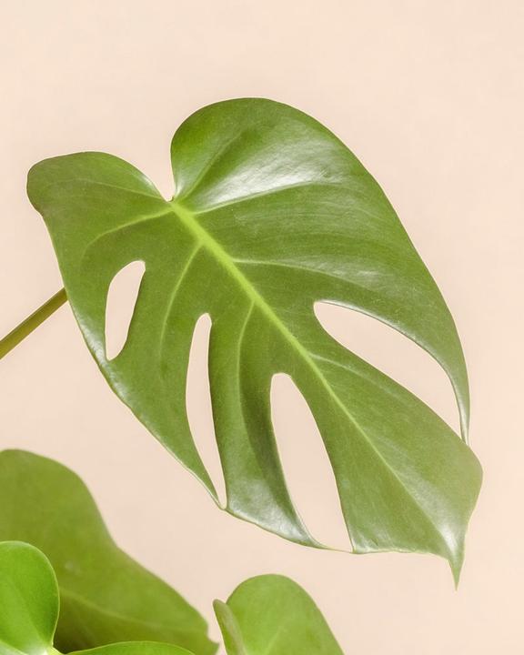 Produktbild feey Schweizer Monstera (40 cm)