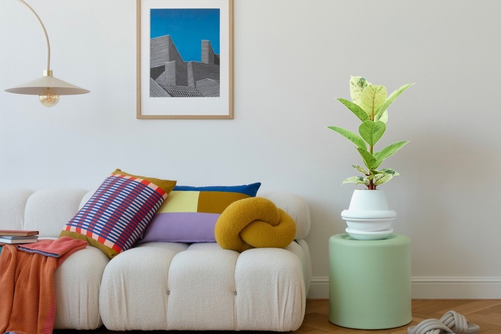 Image du produit Mahaloplants Ficus elastica Schrijveriana (25 cm)