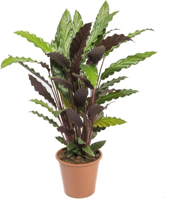 Plant in a Box Ctenanthe burle-marxii - 4er Set Zebrapflanze