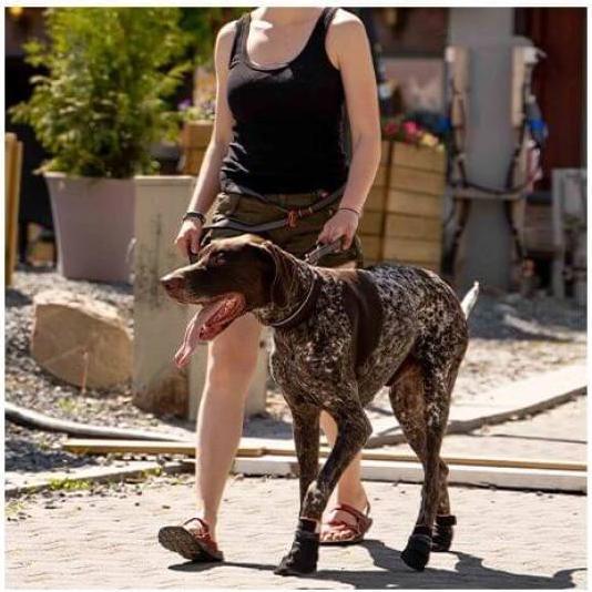 Image du produit Non-Stop Dogwear Protector (M, Chaussures pour chien)