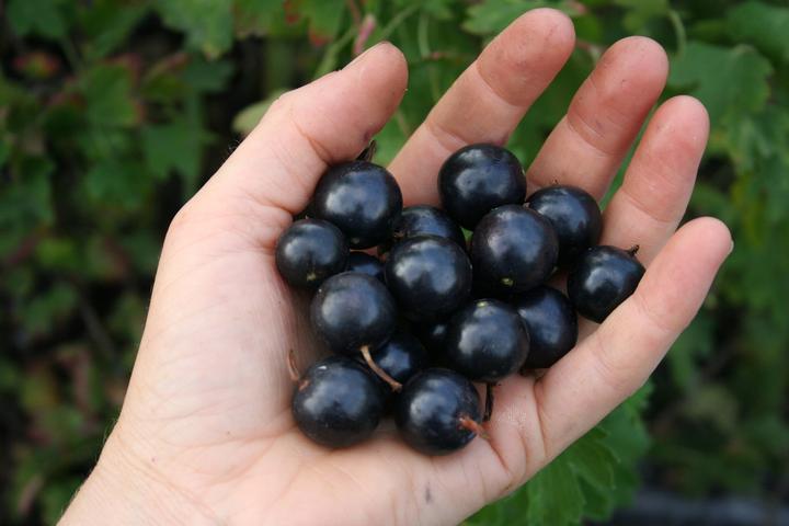 Produktbild Lubera Vierbeere® Black Gem®