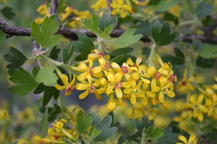 Produktbild Lubera Vierbeere® Black Gem®