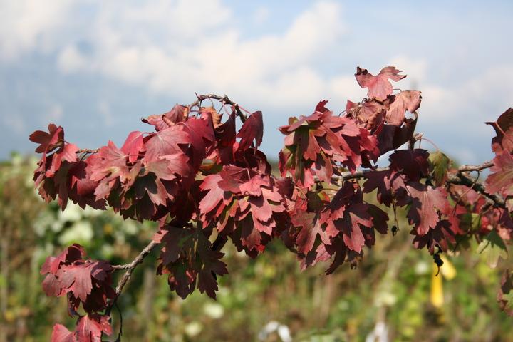 Produktbild Lubera Vierbeere® Black Gem®