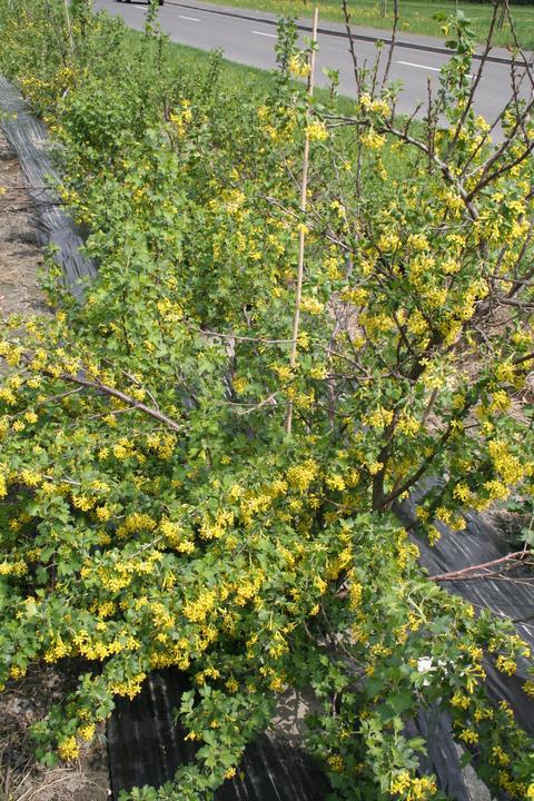 Produktbild Lubera Vierbeere® Black Gem®