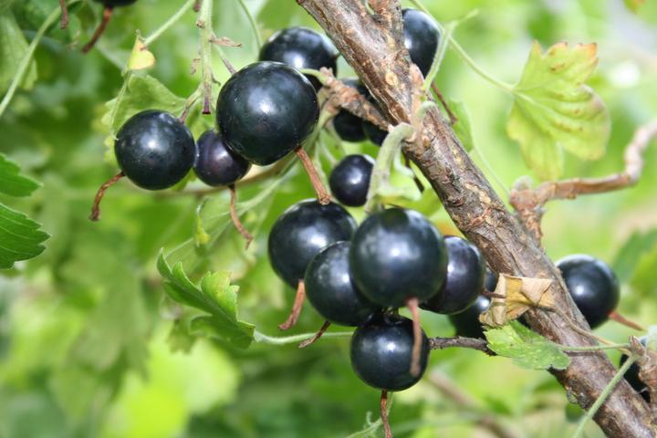 Produktbild Lubera Vierbeere® Black Gem®