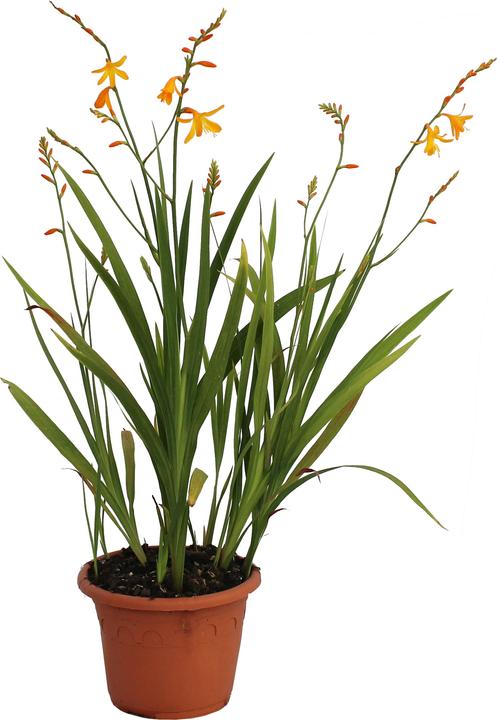 Produktbild Zulauf Crocosmia croc. (x) 'George Davidson' / Monbretie 'George Davidson' (30 cm)