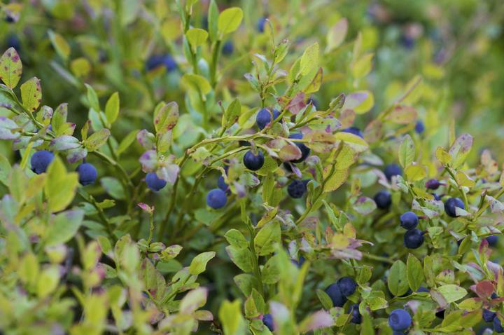 Lubera Waldheidelbeeren Sylvana - kaufen bei Galaxus - Galaxus