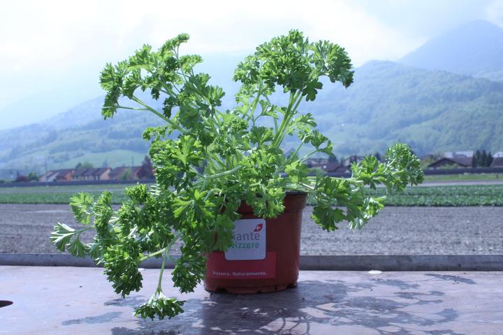 Lubera Parsley 'Mooskrause'