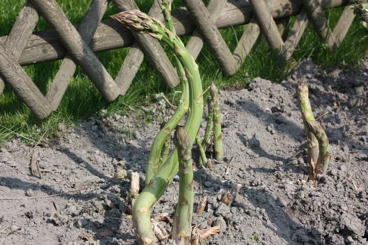 Image du produit Lubera Asperges vertes VerteVite®
