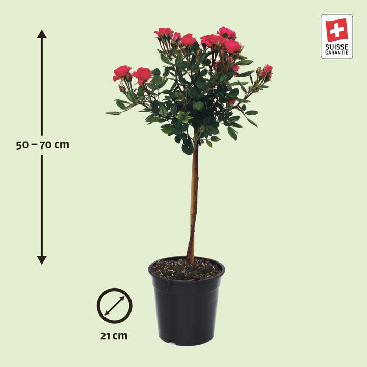 Produktbild Zulauf Floribundarose / Rosa 'Fuchsia Terrazza (70 cm)