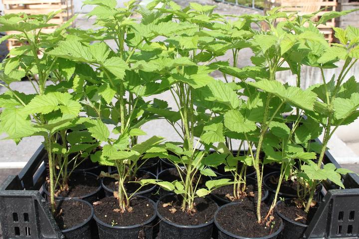 Produktbild Lubera Himbeere Primeberry Autumn First