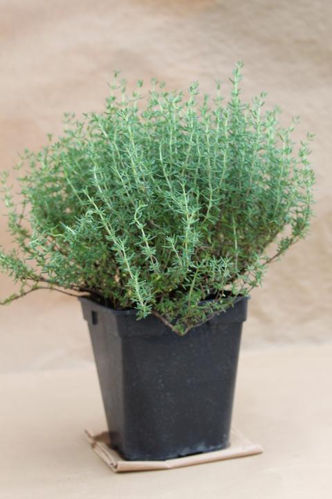 Lubera Zwergthymian (Thymus vulgaris)
