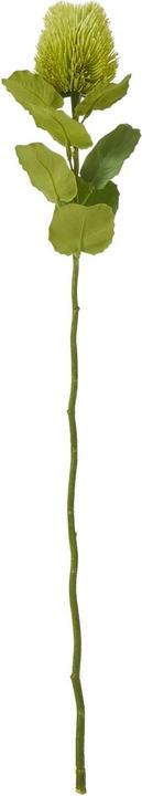 Actual product image Hill Interiors Banksia Stem Artificial Plant (59 cm)