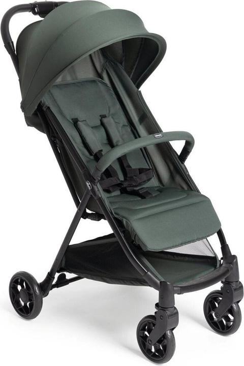 à feuilles persistantes