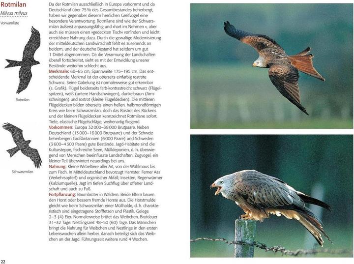 Image du produit Greifvögel & Eulen (Allemand, Walther Thiede, 2019)