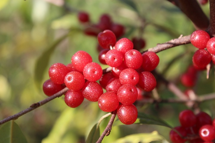 Immagine prodotto Lubera Pointilla® Sweet'n'sour